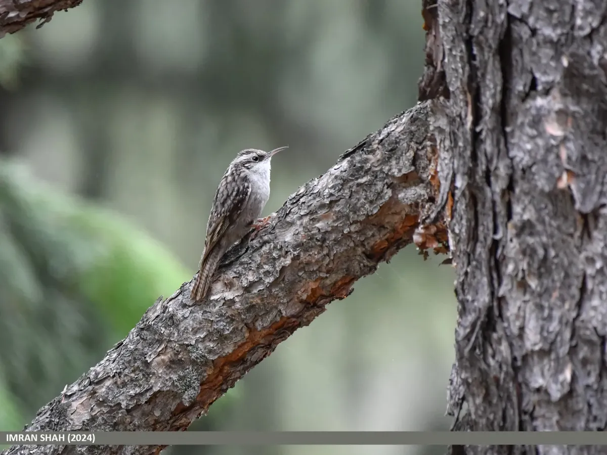File:Bar-tailed Tree-creeper (Certhia himalayana) (53752229552).jpg