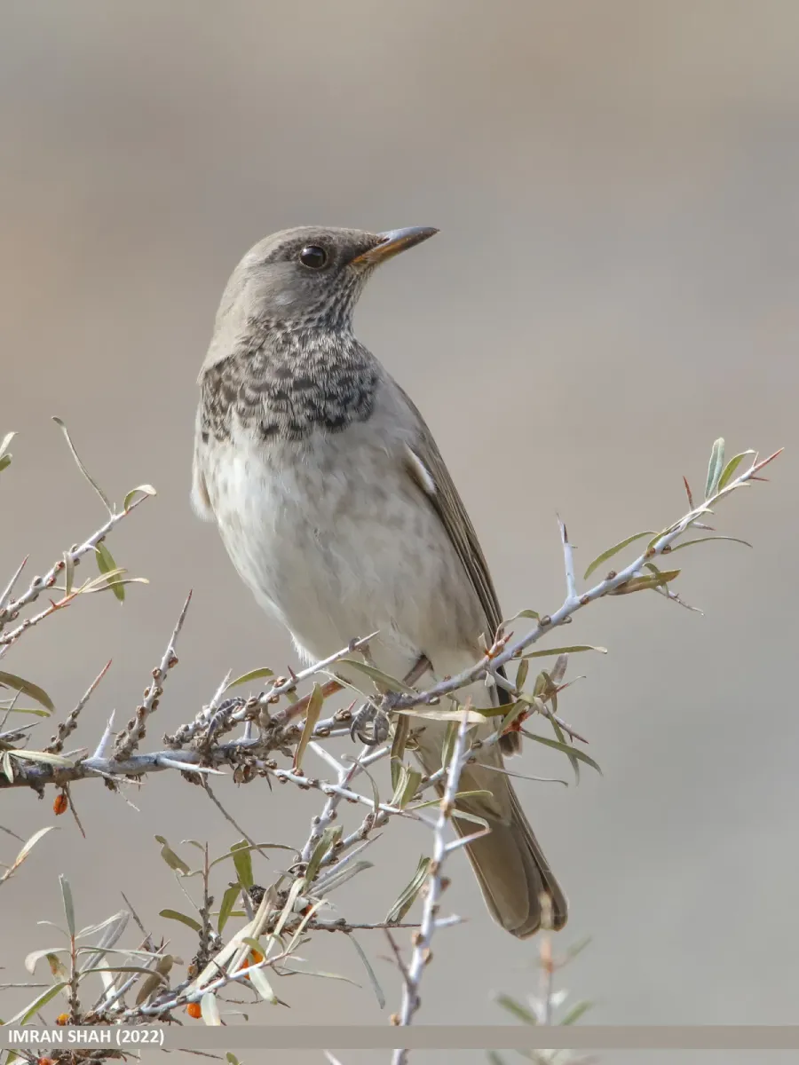 File:Black-throated Thrush (Turdus atrogularis) (53421954547).jpg