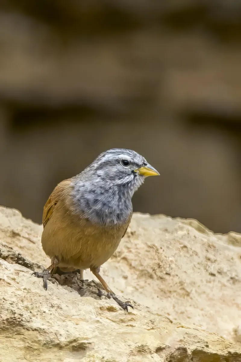 File:House bunting (Emberiza sahari) male Gabes.jpg