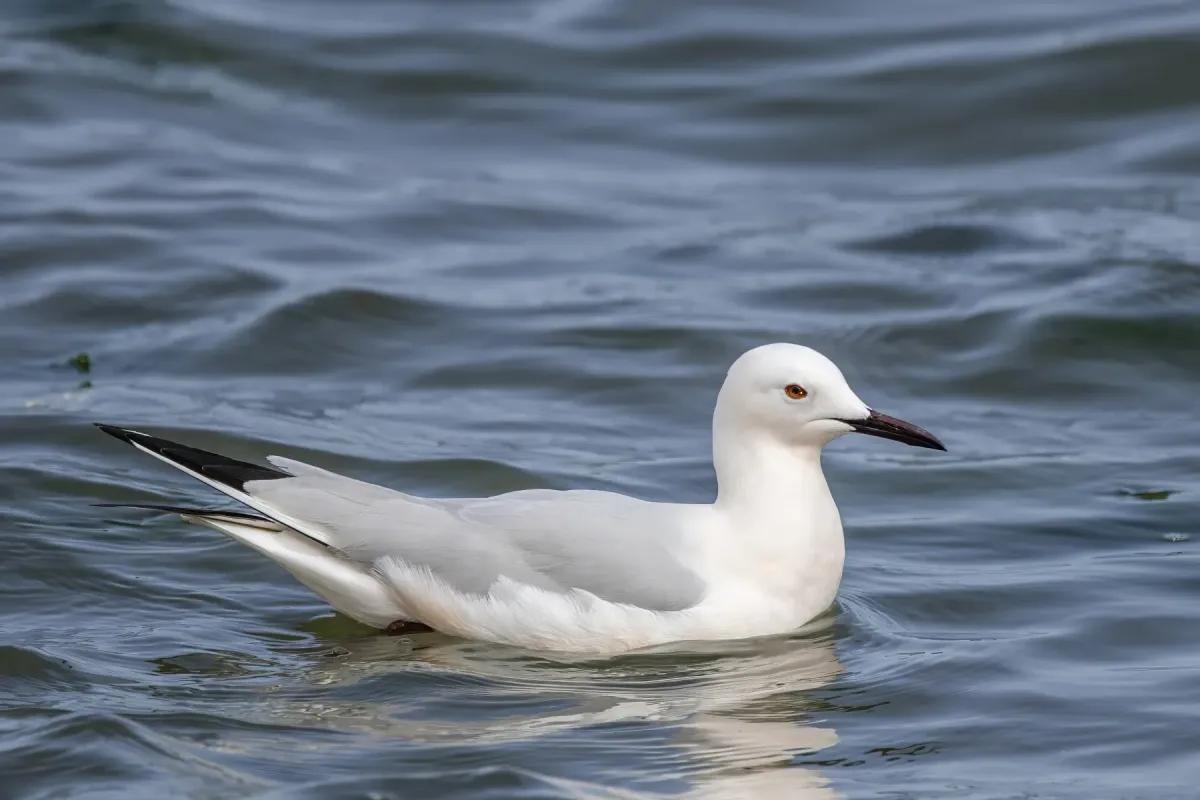 File:Slender-billed gull (Chroicocephalus genei) Sfax.jpg