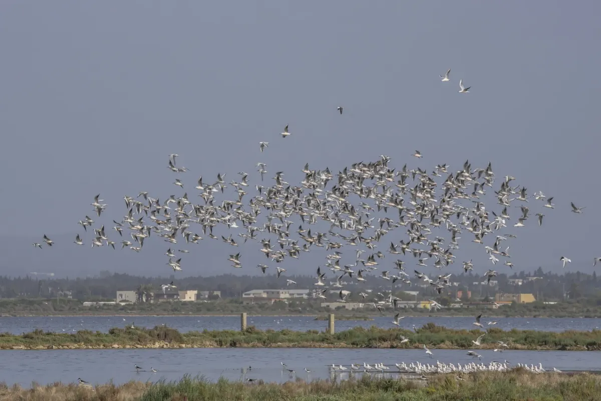 File:Slender-billed gulls (Chroicocephalus genei) Cap Bon.jpg