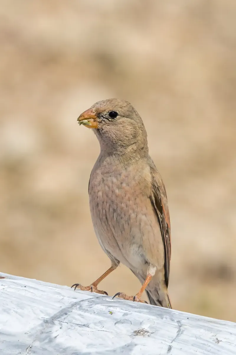 File:Trumpeter finch (Bucanetes githagineus zedlitzi) female Kebili.jpg