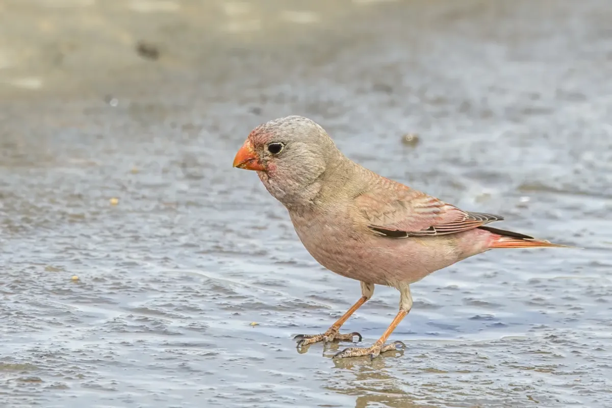 File:Trumpeter finch (Bucanetes githagineus zedlitzi) male Kebili.jpg