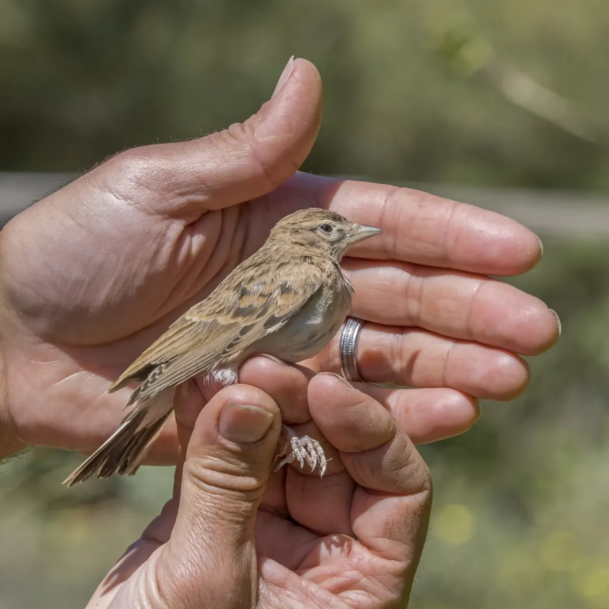 File:Greater short-toed lark (Calandrella brachydactyla) rescued Malta 2.jpg
