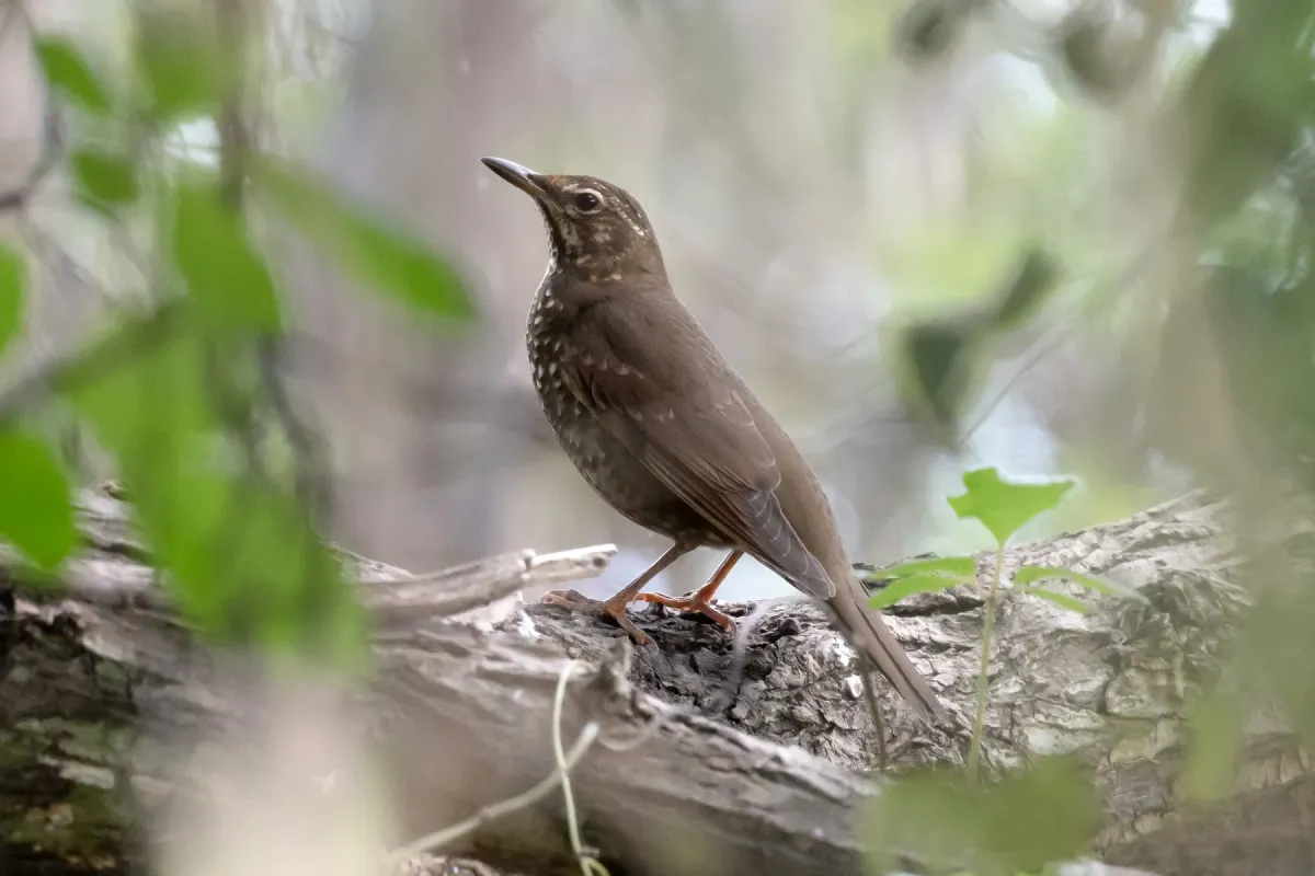 File:Geokichla sibirica, Nanhui Dongtan, Pudong, Shanghai, China 1.jpg