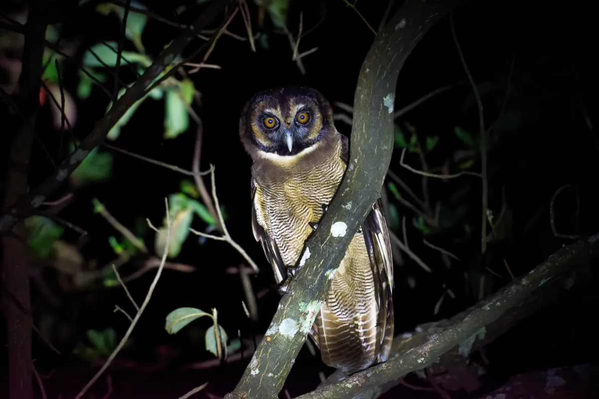 File:Brown Wood Owl (Strix leptogrammica).jpg
