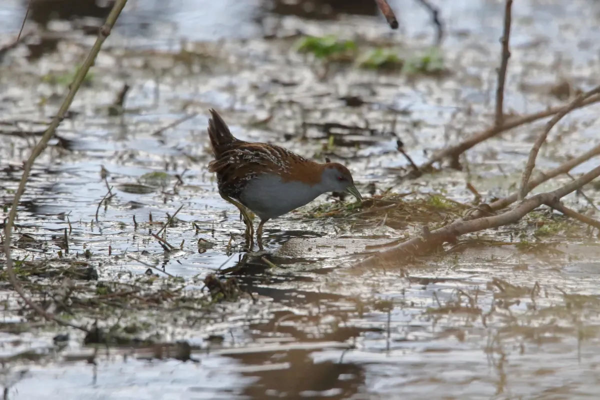 File:Zapornia pusilla affinis 243630967.jpg