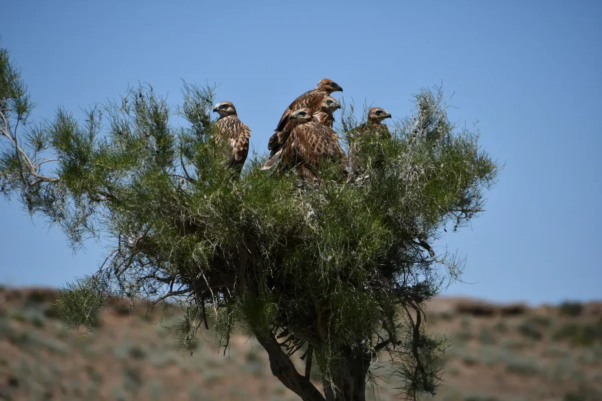 File:Buteo rufinus in Kazakhstan2.jpg