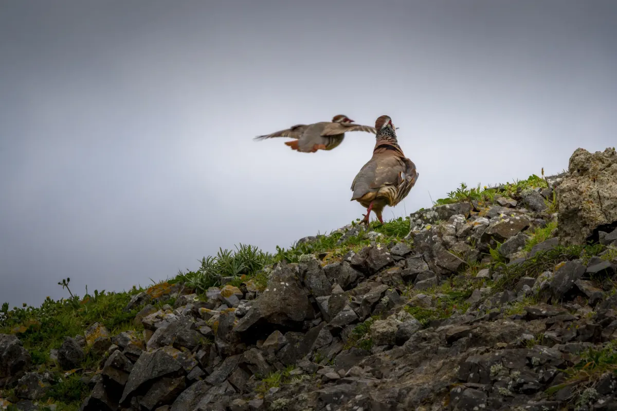 File:Perdiz-vermelha ou perdiz-comum (Alectoris rufa).jpg