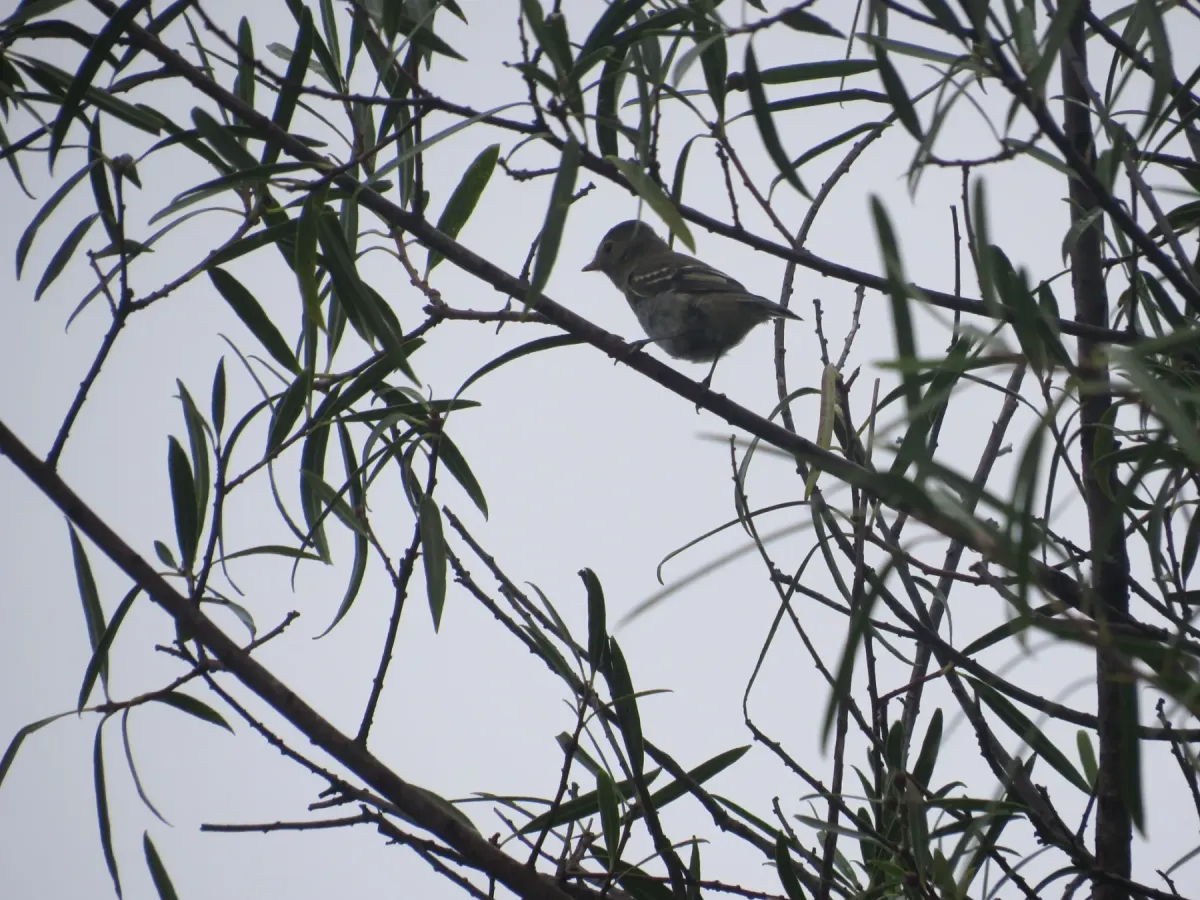 File:Elaenia albiceps209883737.jpeg