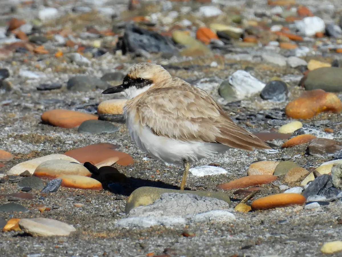 File:2024-07-26 Anarhynchus leschenaultii leschenaultii, Newbiggin, Northumberland 2.jpg