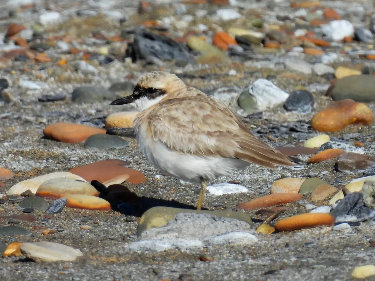 File:2024-07-26 Anarhynchus leschenaultii leschenaultii, Newbiggin, Northumberland 1.jpg