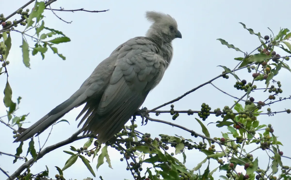 File:Grey Go-Away-Bird (Crinifer concolor) on Magic Gwarrie (Euclea divinorum) tree ... (53642708063).jpg