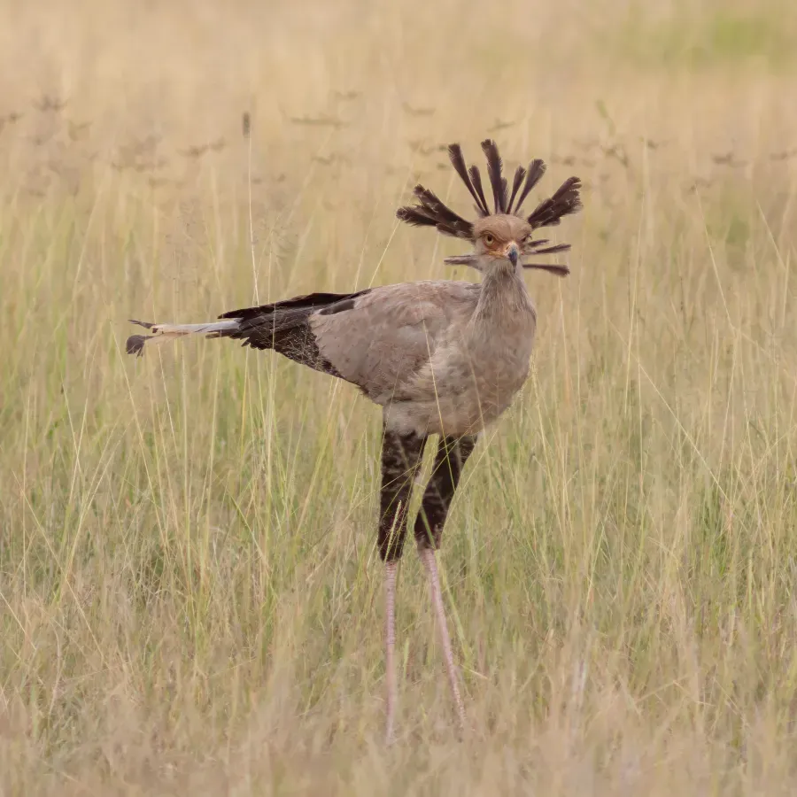 File:Secretario (Sagittarius serpentarius), parque nacional de Amboseli, Kenia, 2024-05-23, DD 13.jpg