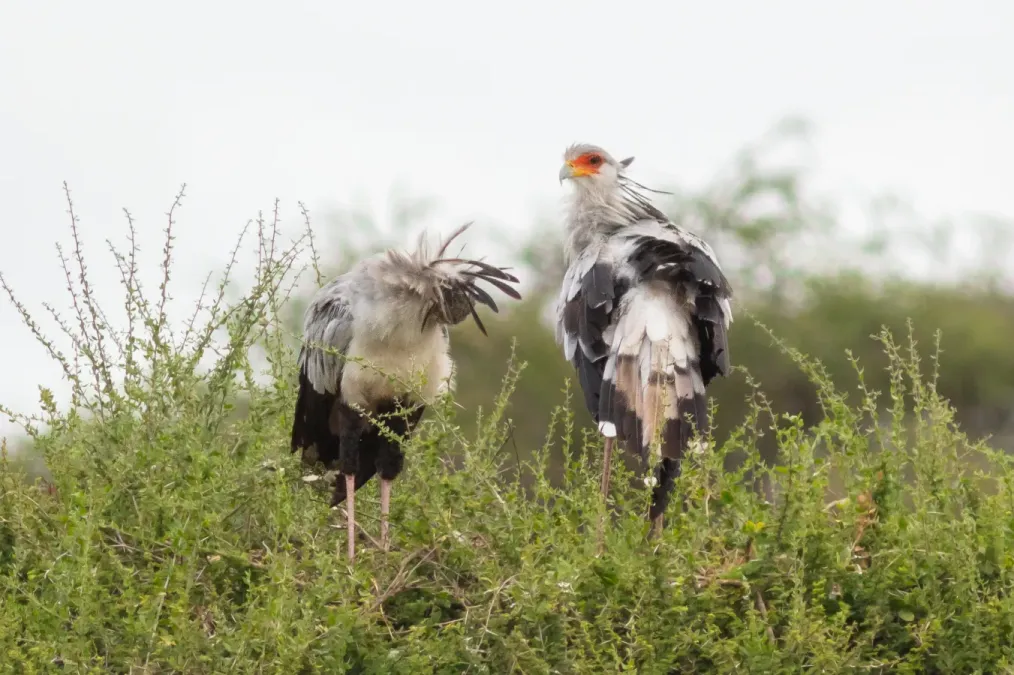 File:Secretarios (Sagittarius serpentarius), parque nacional de Amboseli, Kenia, 2024-05-23, DD 02.jpg
