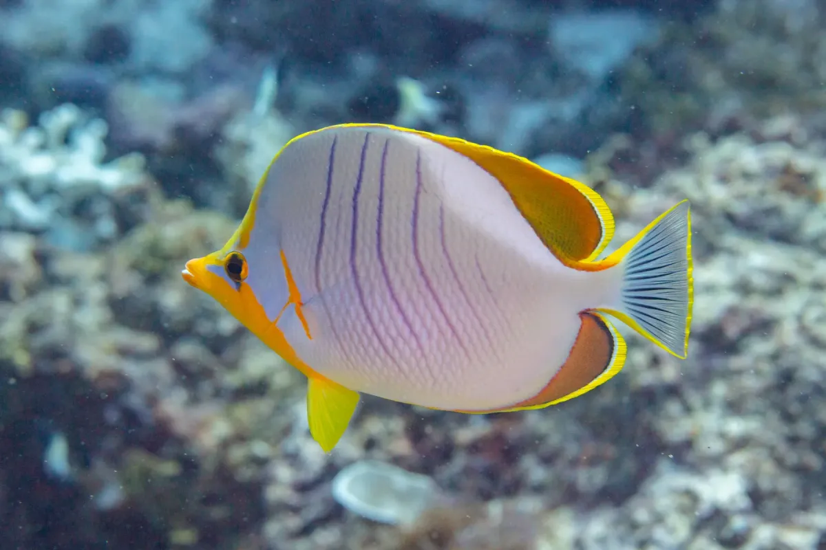 File:Pez mariposa de cabeza amarilla (Chaetodon xanthocephalus), Zanzíbar, Tanzania, 2024-05-30, DD 62.jpg