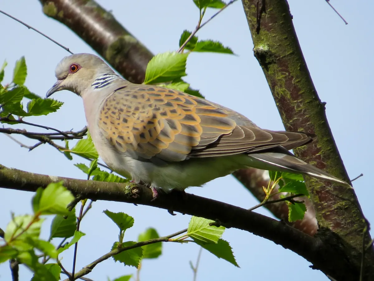 File:2015-05-21 Streptopelia turtur, Sutton Bank, Yorkshire 06.jpg