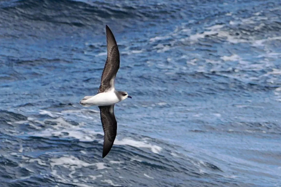 File:Pterodroma mollis, South Atlantic Ocean 05.jpg