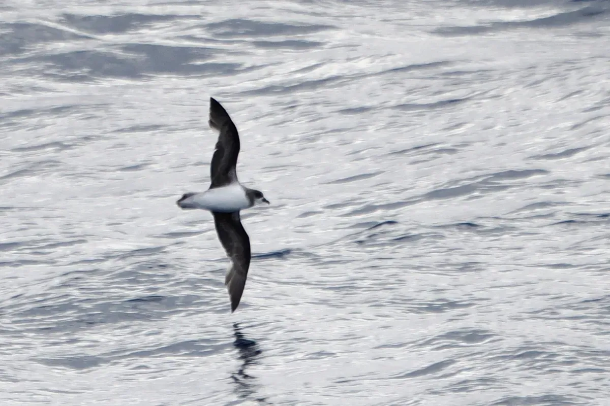 File:Pterodroma mollis, Southern Ocean 01.jpg
