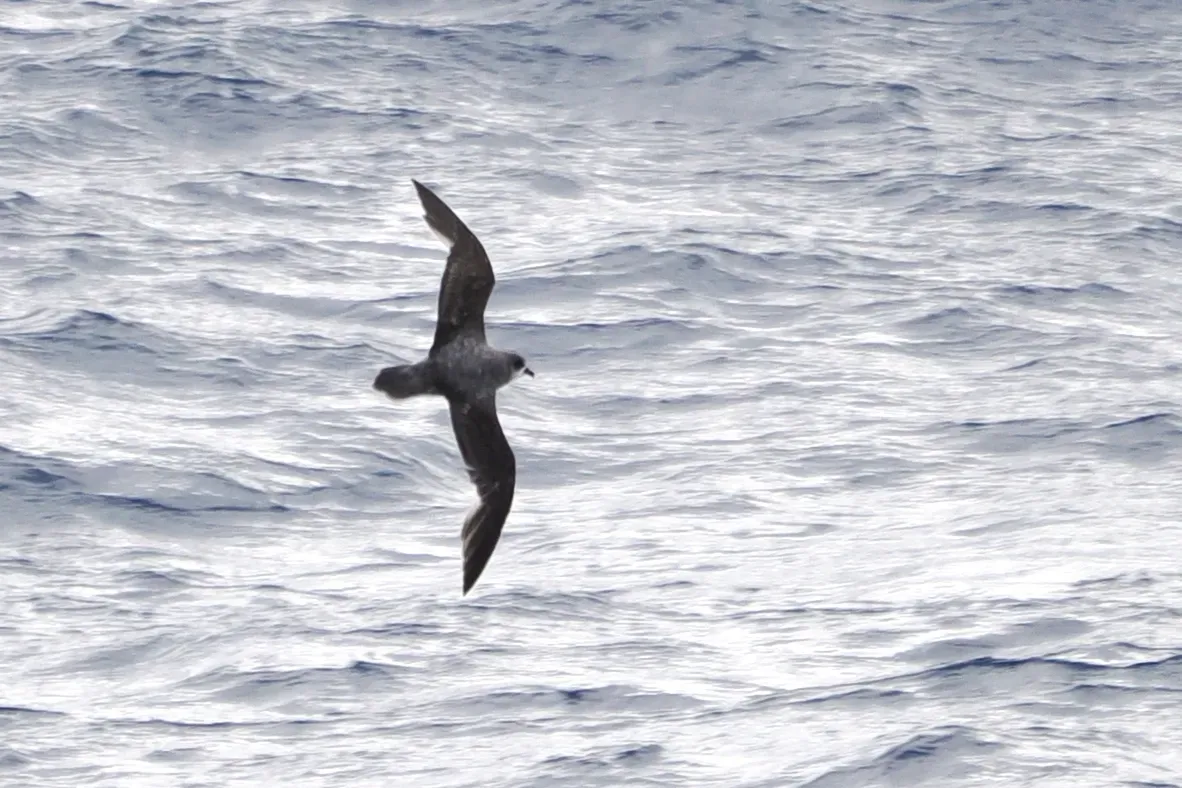 File:Pterodroma mollis, Southern Ocean 02.jpg