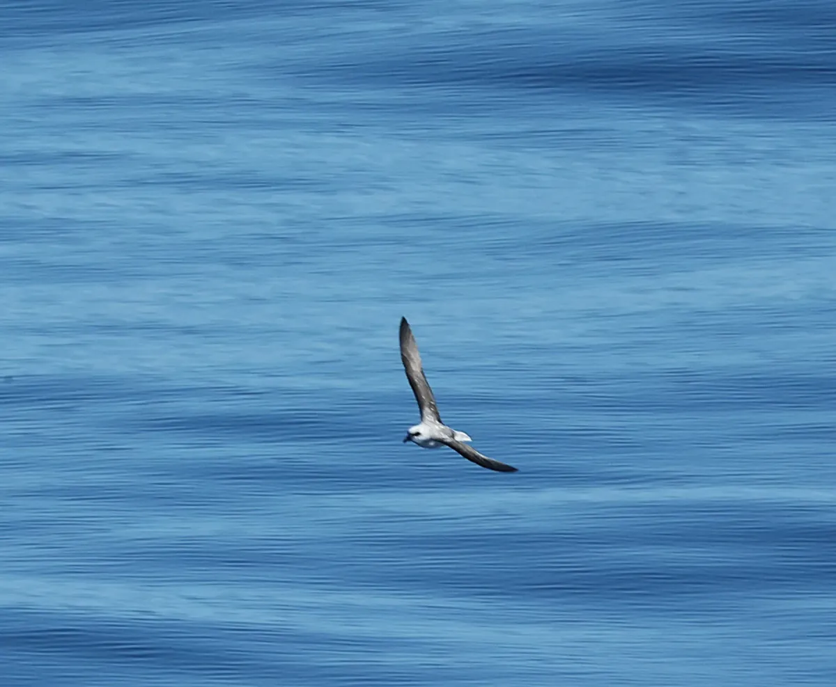 File:Pterodroma mollis, South Atlantic Ocean 06.jpg
