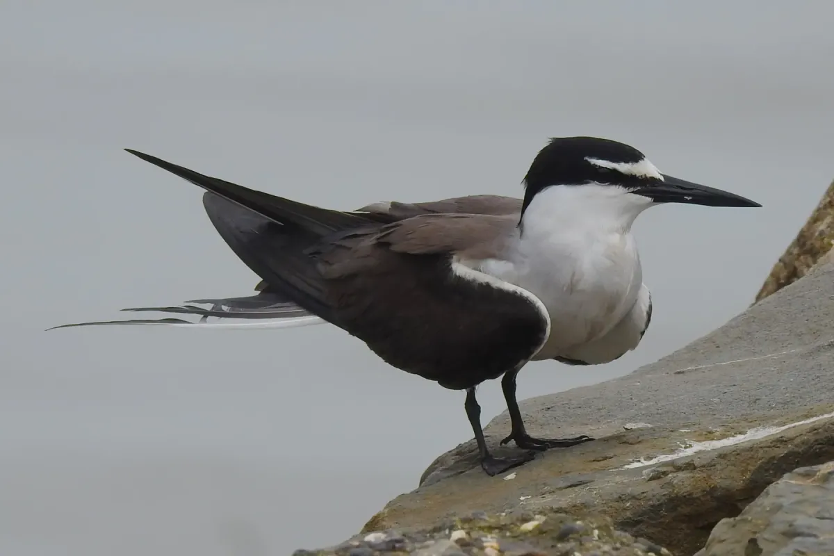 File:Bridled Tern Onychoprion anaethetus 01.jpg