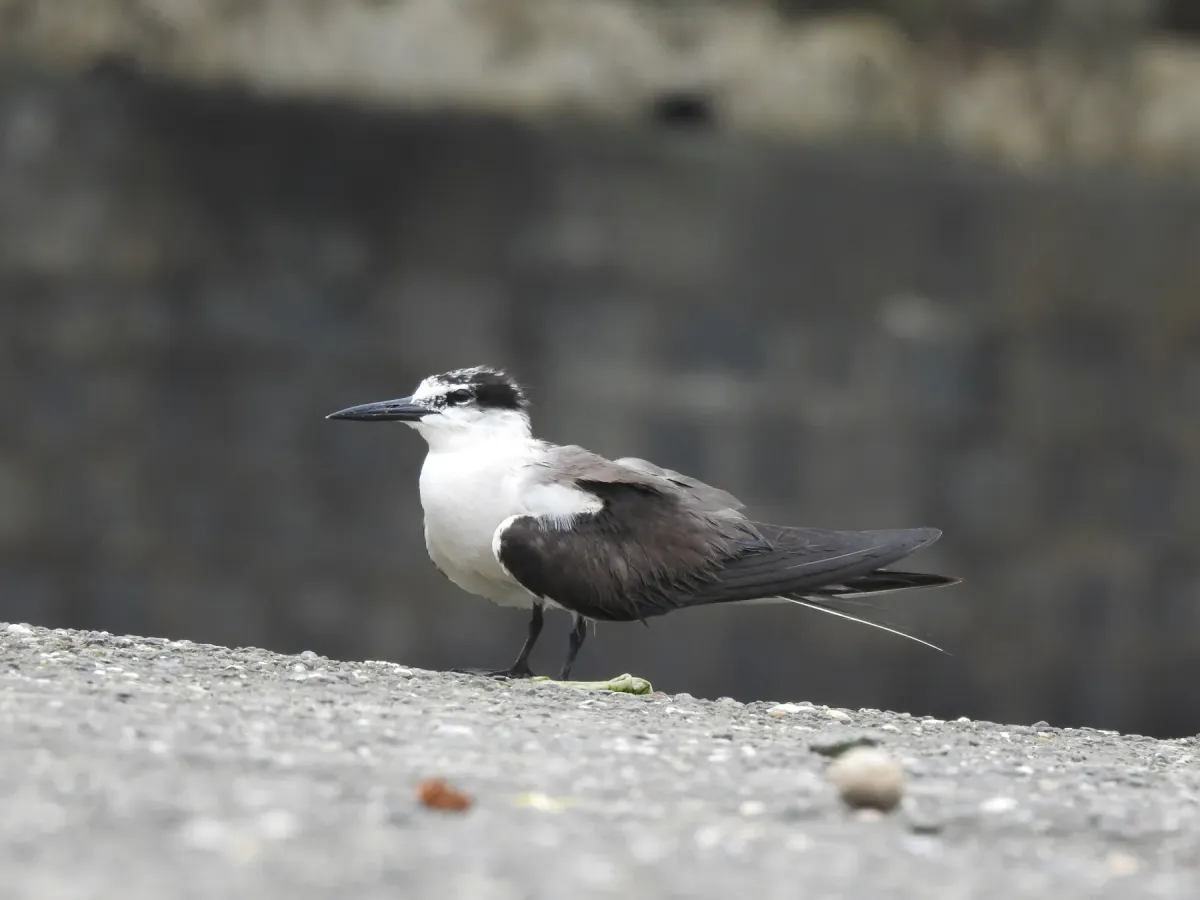 File:Bridled Tern Onychoprion anaethetus 02.jpg