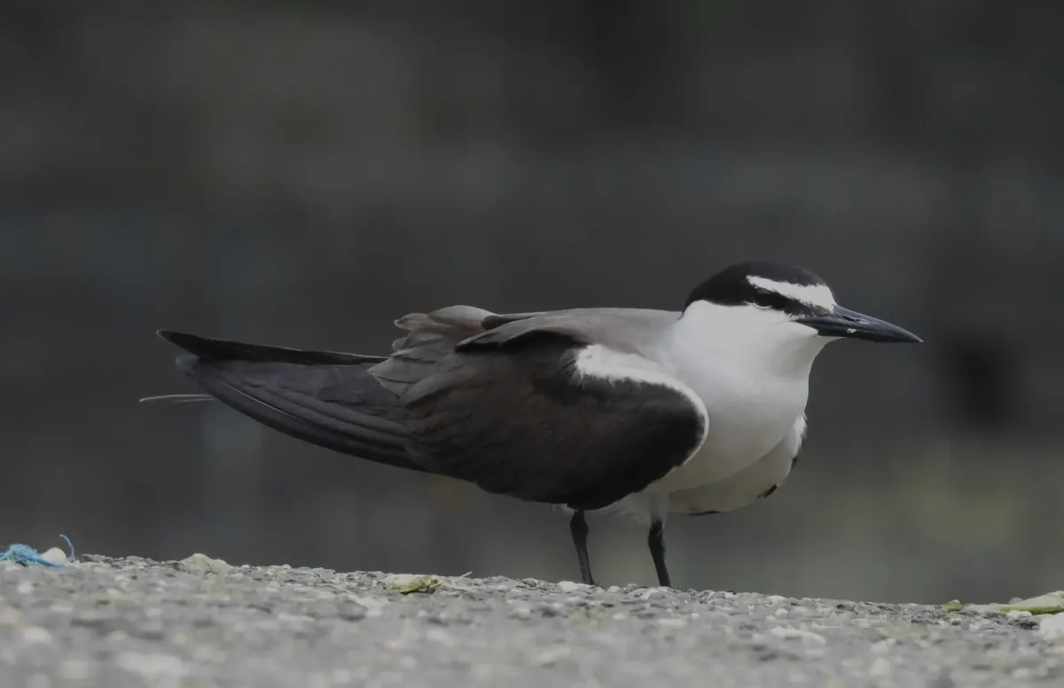 File:Bridled Tern Onychoprion anaethetus 03.jpg