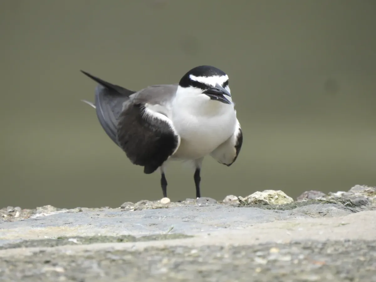 File:Bridled Tern Onychoprion anaethetus 04.jpg
