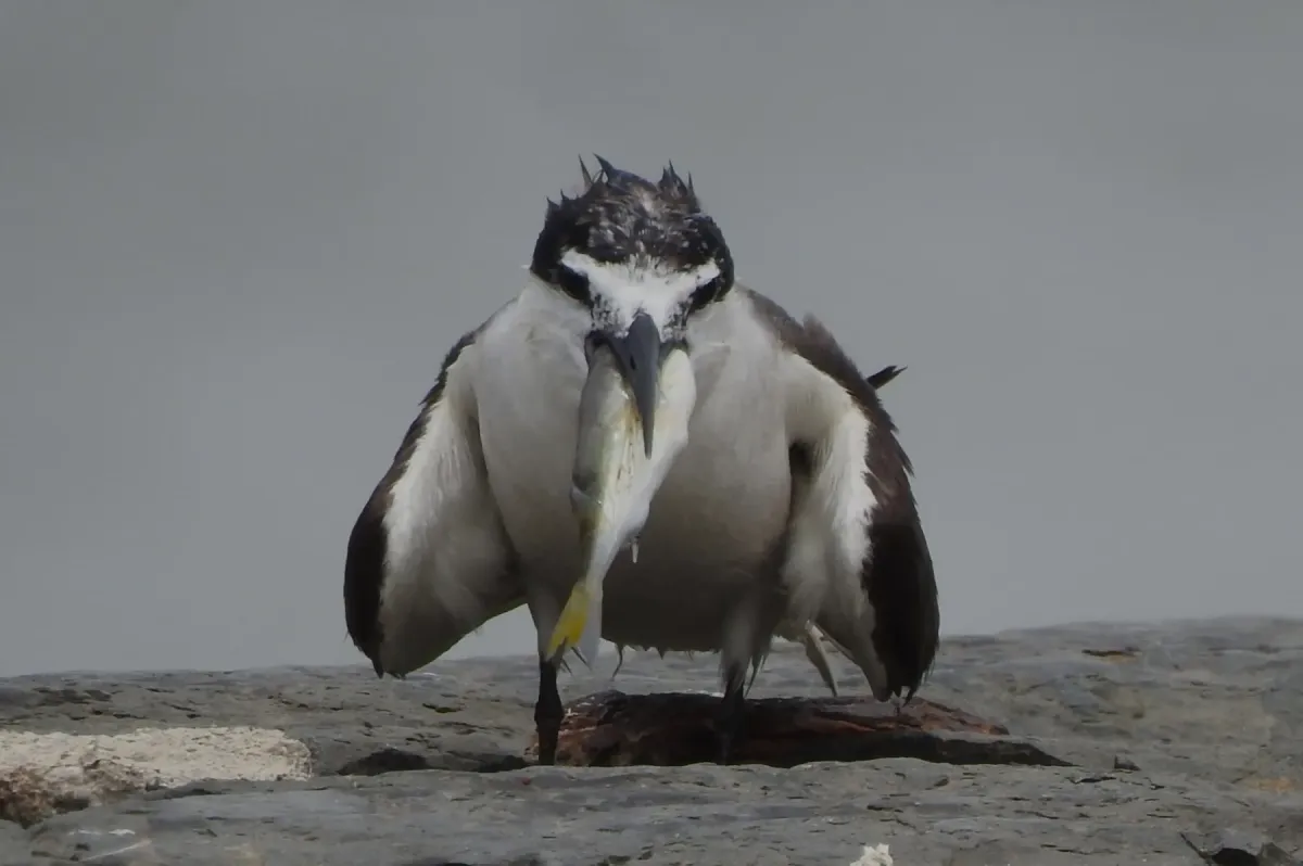 File:Bridled Tern Onychoprion anaethetus 06.jpg