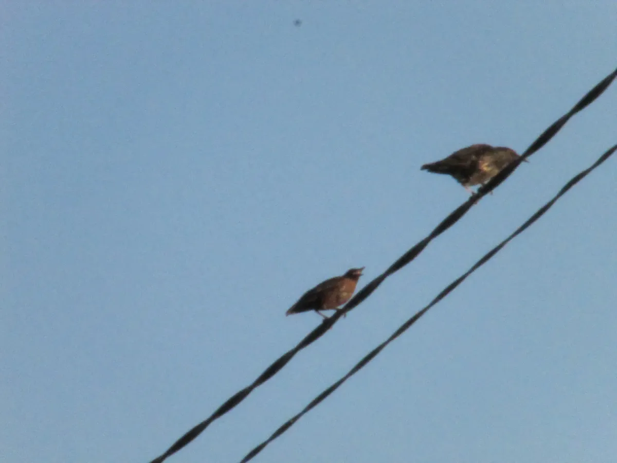 File:Two sturnus unicolor.jpg
