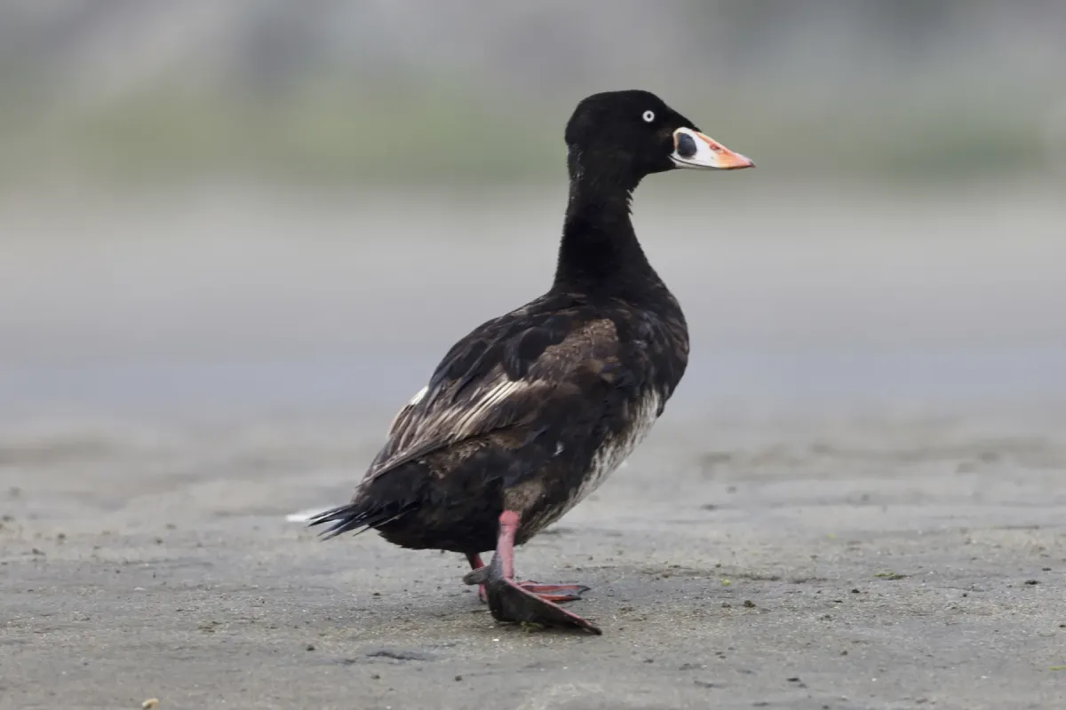 File:Melanitta perspicillata 414951750.jpg