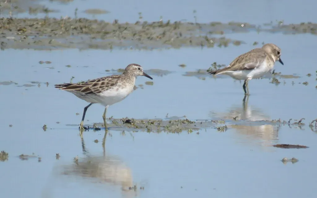 File:Calidris acuminata 176709629 02.jpg