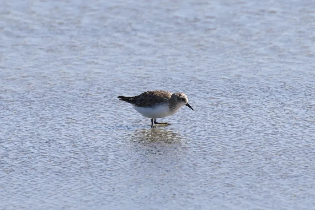 File:Calidris ruficollis 44462136.jpg
