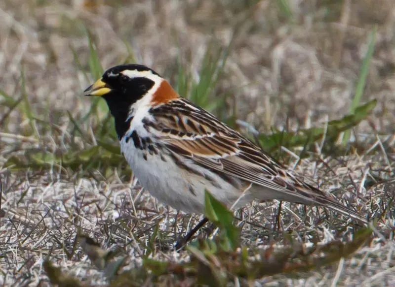 File:Lapland Longspur - Calcarius lapponicus - Sportittlingur 4.jpg