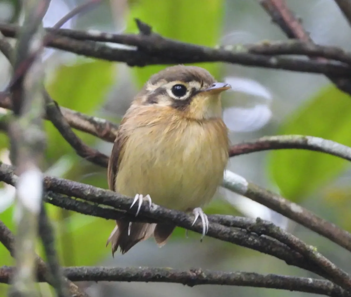 File:Platyrinchus mystaceus - Pedro Henrique Maloso Ramos - 416298909.jpeg