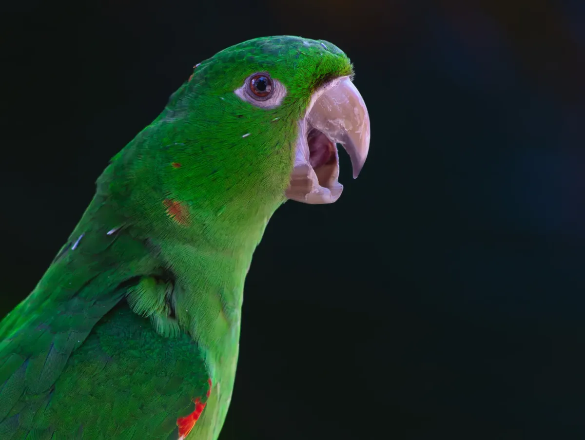 File:Psittacara leucophthalmus - Davidson Moreira - 371656842.jpeg