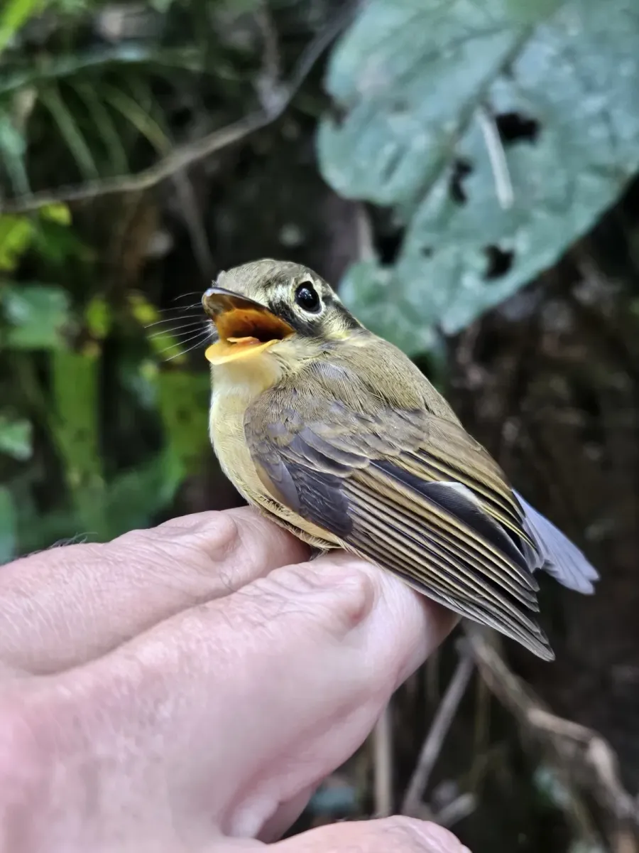 File:Platyrinchus mystaceus - Igor Viana Gusmao - 353299281.jpeg