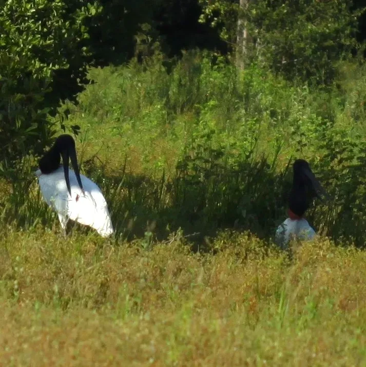 File:Jabiru mycteria - Eduardo - 416412972.jpeg