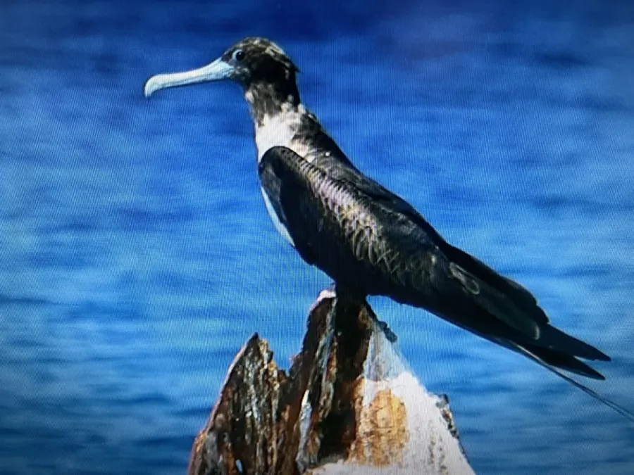 File:Fregata magnificens 415389970.jpg