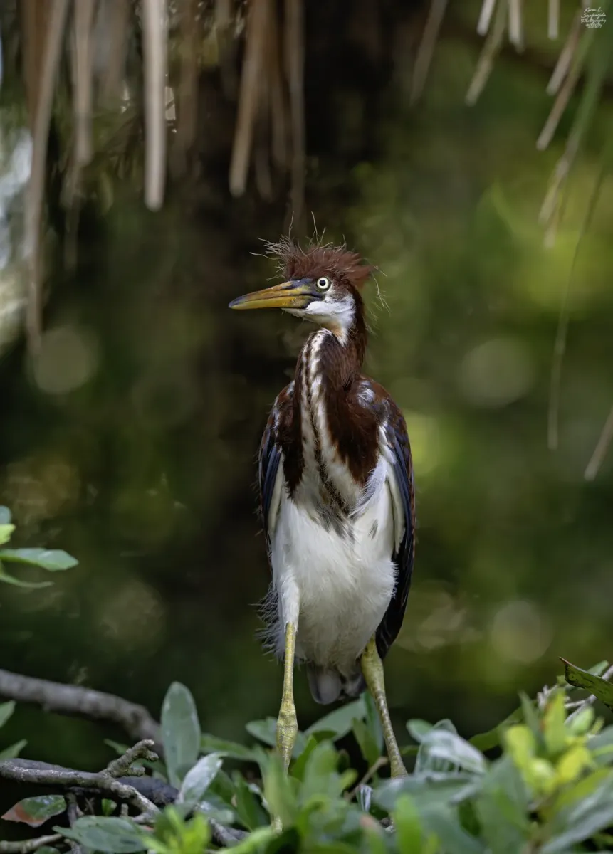 File:Egretta tricolor 419075653.jpg