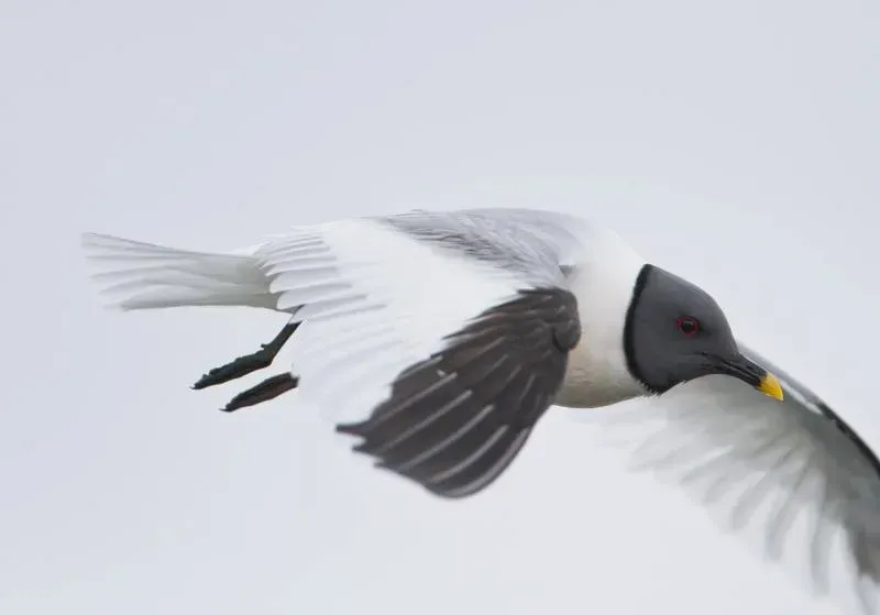 File:Xema sabini -Iceland -flying-8 (1).jpg