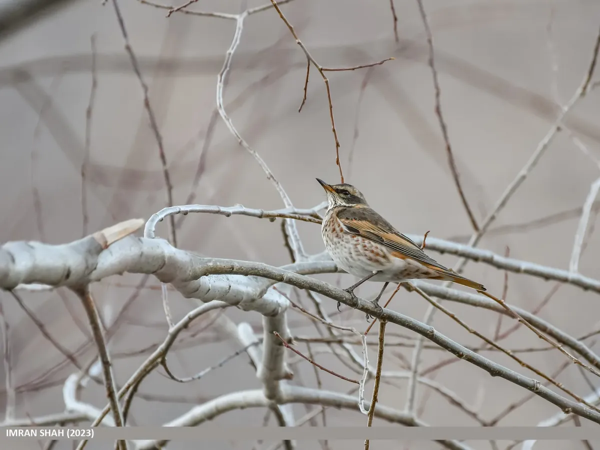 File:Dusky Thrush (Turdus eunomus) (53967630297).jpg