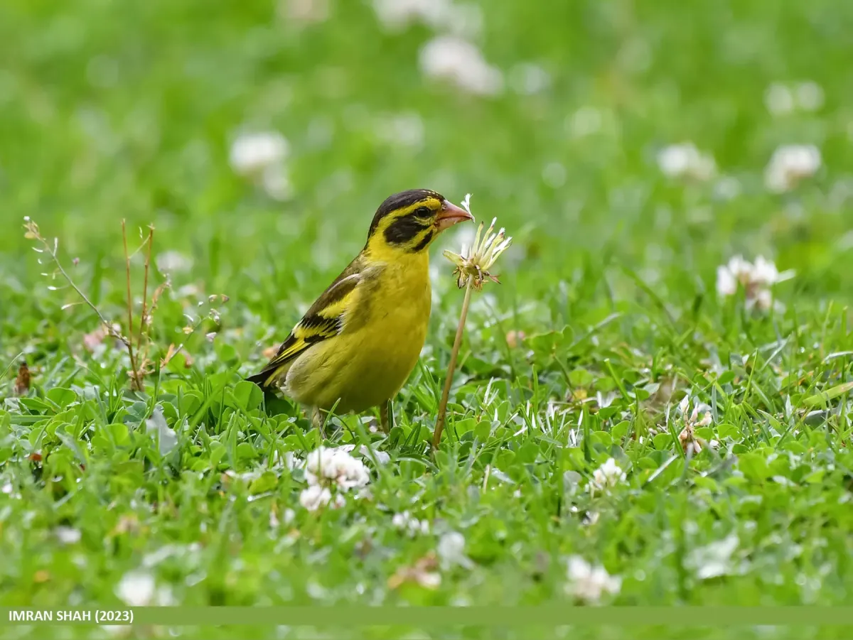 File:Yellow-breasted Greenfinch (Chloris spinoides) (53880605721).jpg