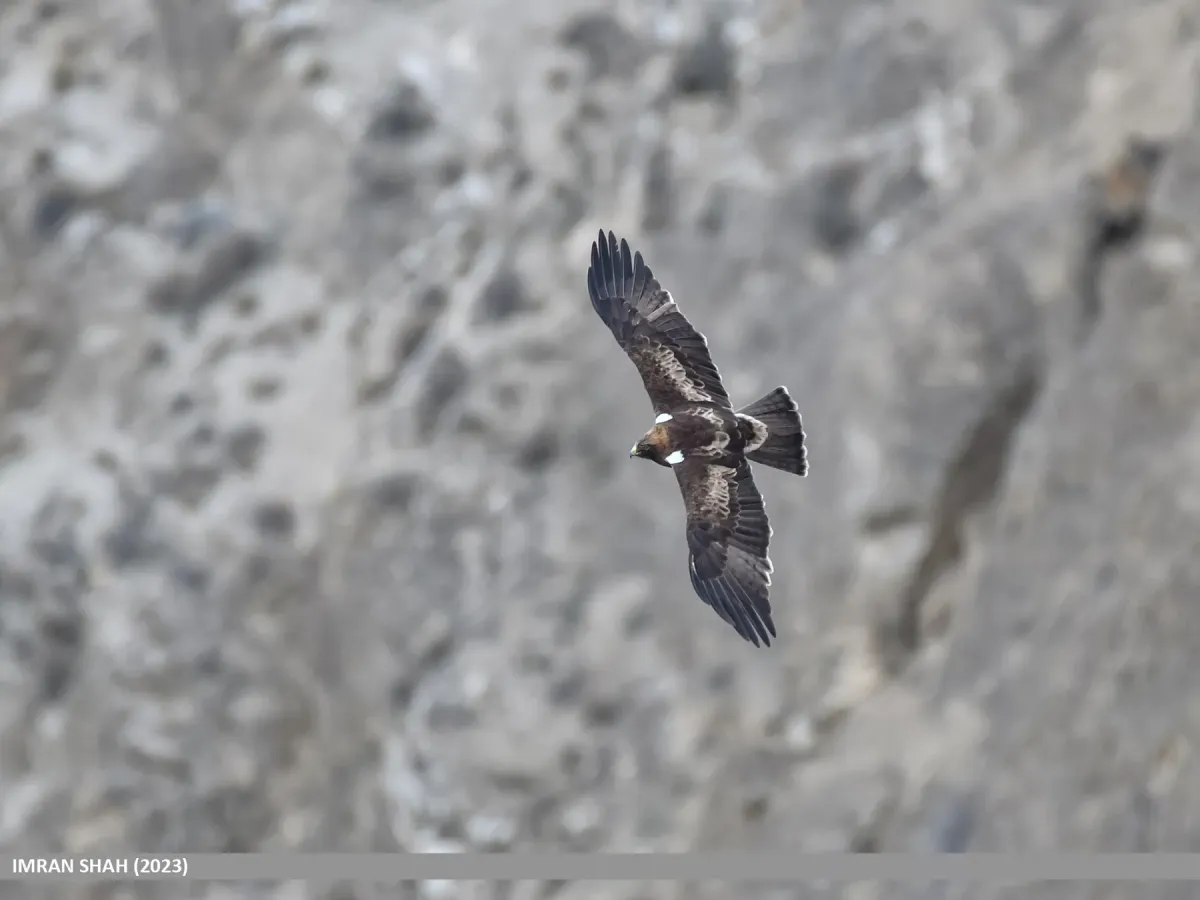 File:Booted Eagle (Hieraaetus pennatus) (53856826121).jpg