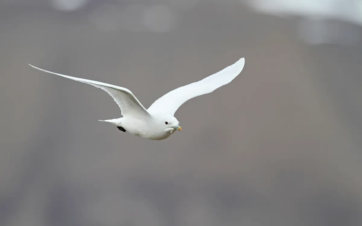 File:Pagophila eburnea 101349849.jpg