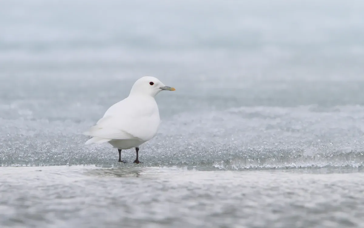 File:Pagophila eburnea 101349061.jpg