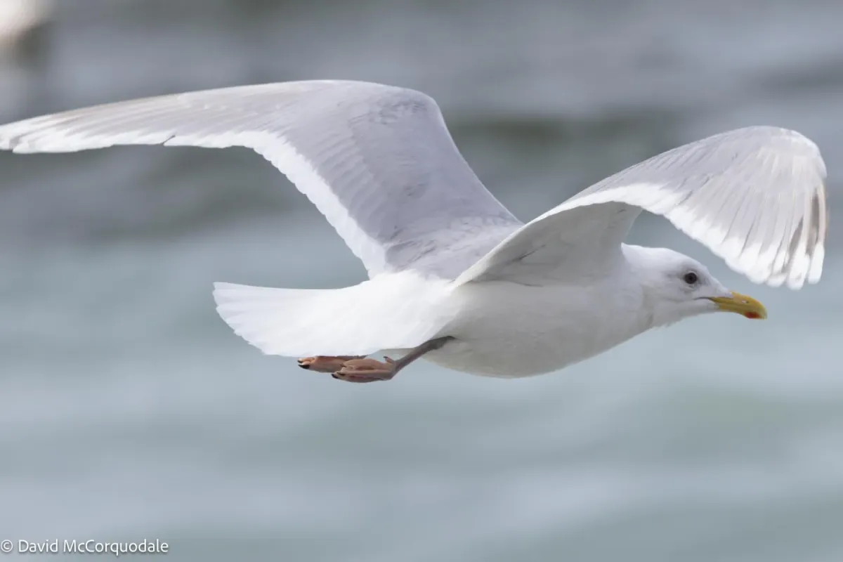 File:Larus glaucoides 369847948.jpg