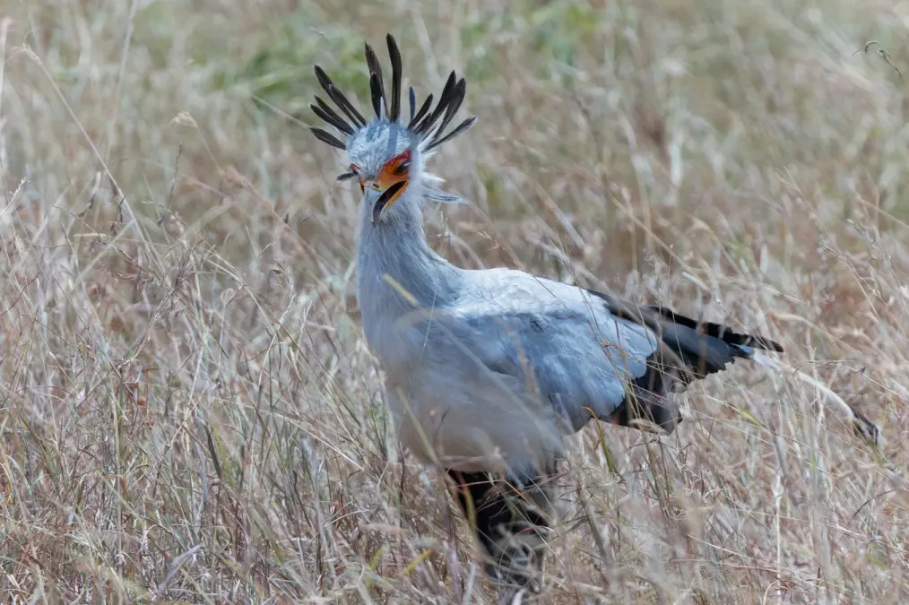 File:Sagittarius serpentarius 376735149.jpg