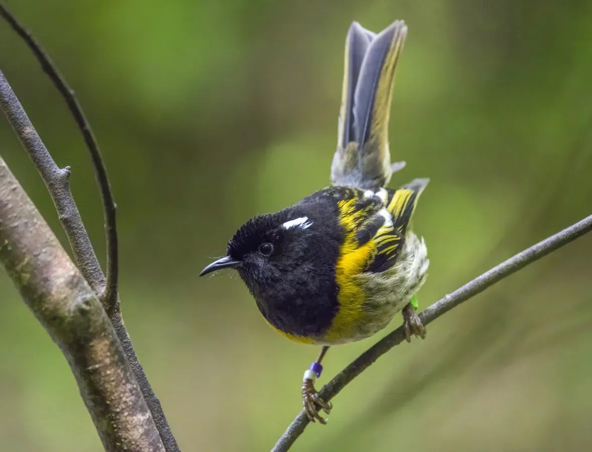 File:Stitchbird (Notiomystis cincta) male Tiritiri Matangi.jpg